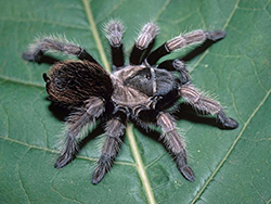 black and brown spider on a green leaf